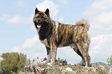 AKITA AMERICAIN 139